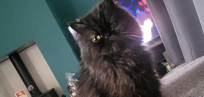 persian cats