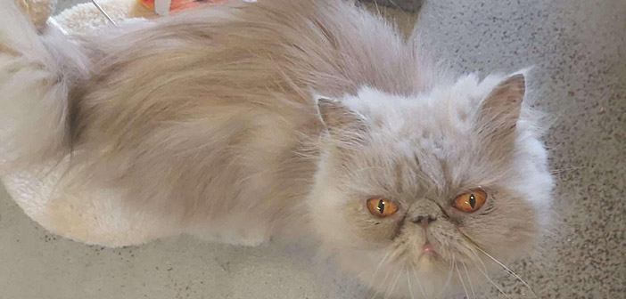 persian cats