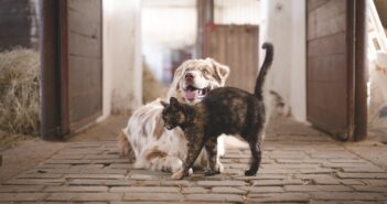 Choosing a furry friend for your family 
