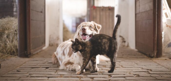 Choosing a furry friend for your family 