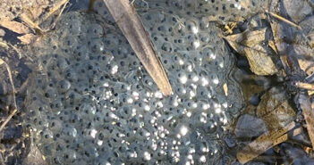 frogspawn
