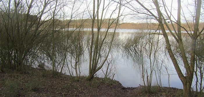 Silver lane ponds