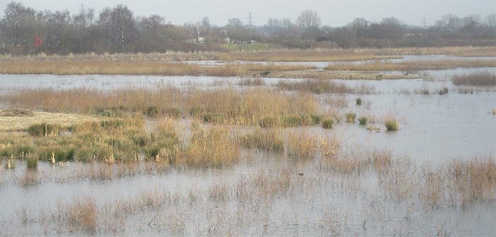 Woolston Eyes