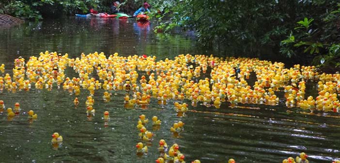 Lymm Duck Race