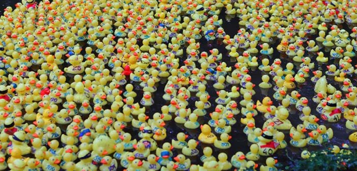 Lymm Duck Race