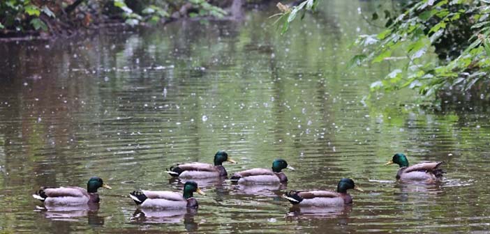 Lymm Duck Race