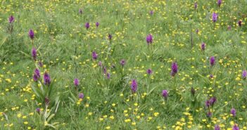 rare Orchids