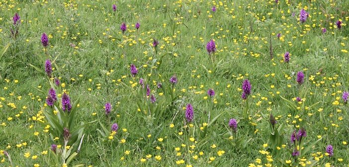 rare Orchids