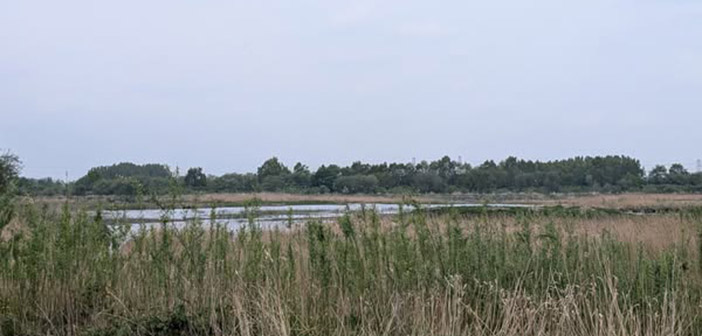 woolston eyes