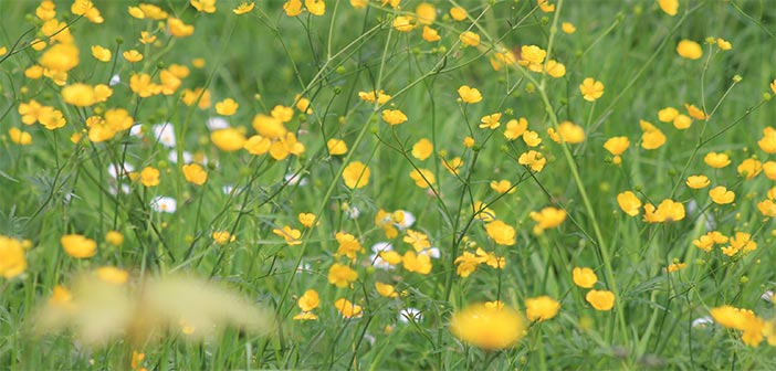 wild flowers