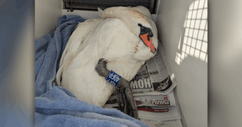 swans