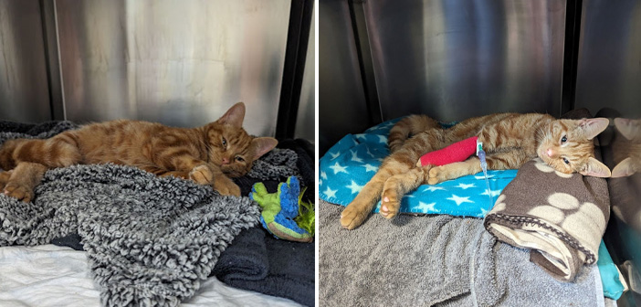 RSPCA