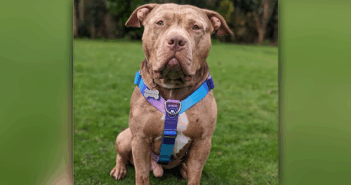 XL Bully