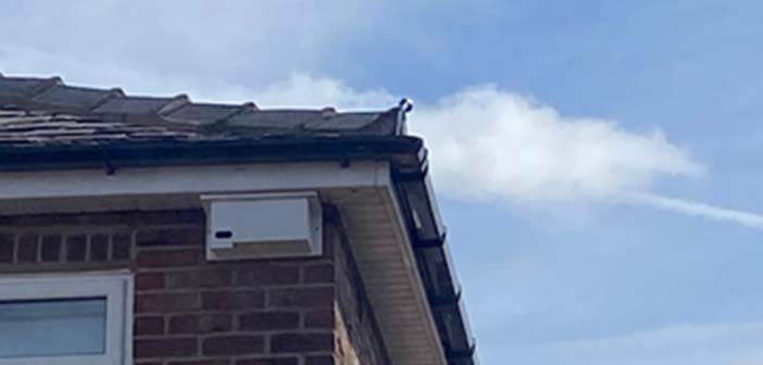 swifts