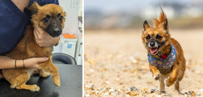RSPCA