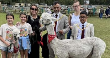 alpacas