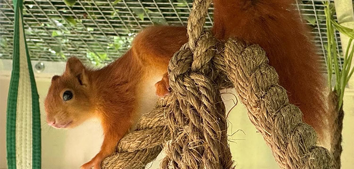 red squirrels