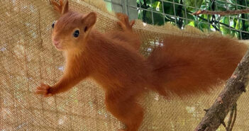 red squirrels