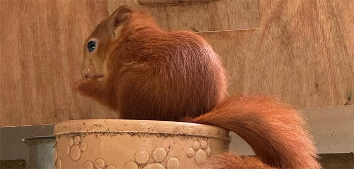 red squirrels