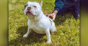 RSPCA