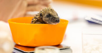 RSPCA