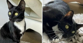RSPCA