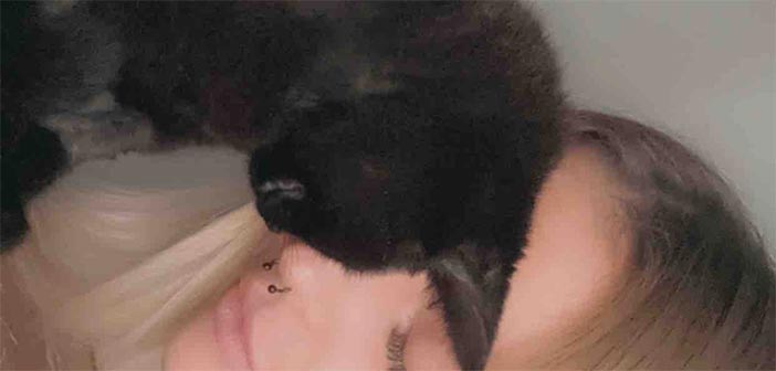rescue kitten