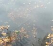 flooding