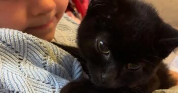 kitten