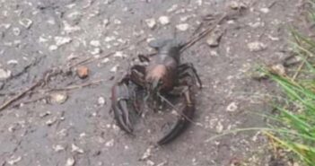 crayfish