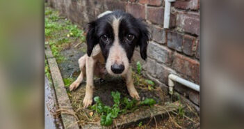 animal abandonment