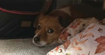 rspca