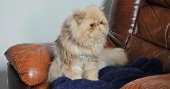 RSPCA