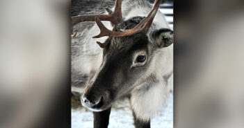 reindeer
