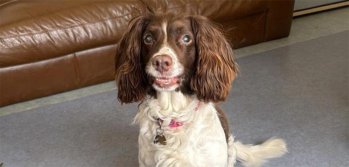 RSPCA