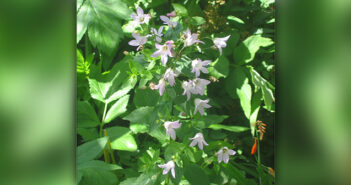 Penketh and Sankey Gardening Society