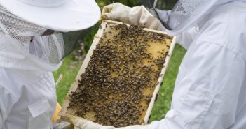 bee keeping