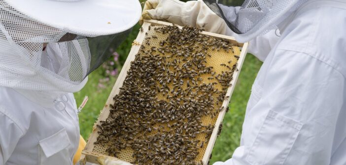 bee keeping