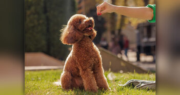 Bark Fest