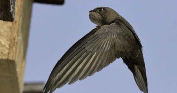 swift