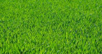 grass