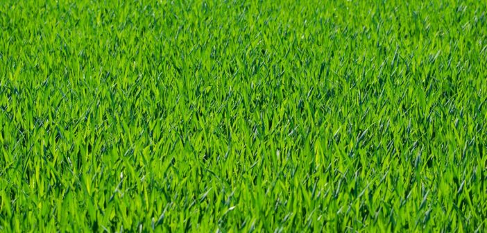 grass