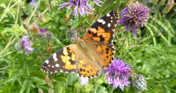 butterflies