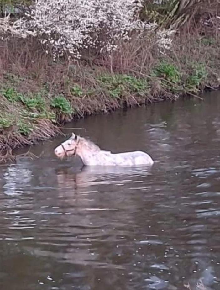 horse rescue