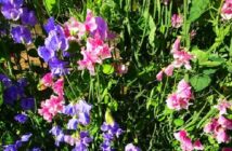 sweet pea