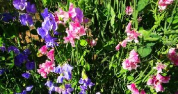 sweet pea