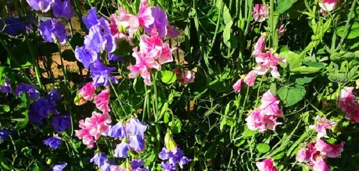 Spring is just around the corner – and so is the Sweet Pea!