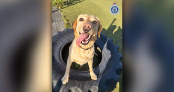Police dog
