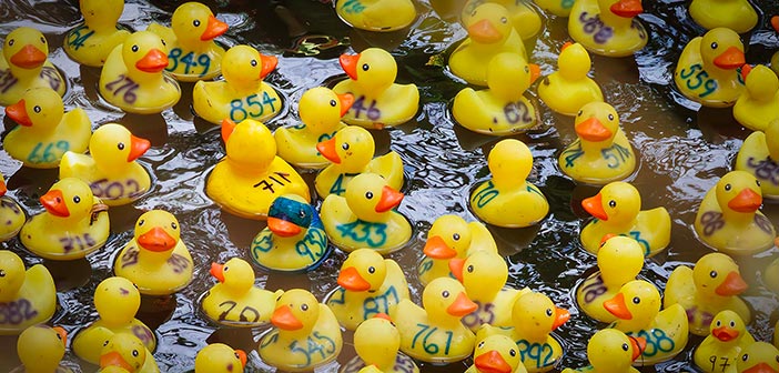 duck race