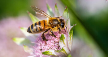 bee population